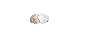Coquilles Saint Jacques VIDES pour décoration