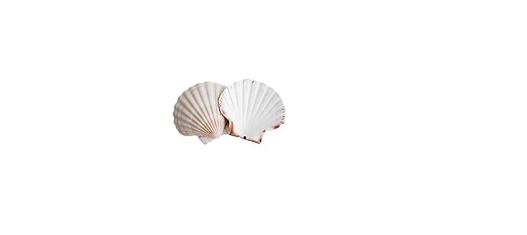 Coquilles Saint Jacques VIDES pour décoration