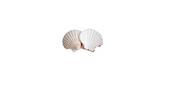 Coquilles Saint Jacques VIDES pour décoration
