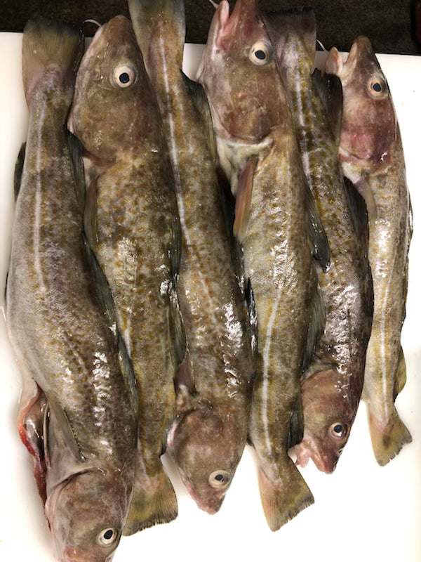 cabillaud frais sauvages