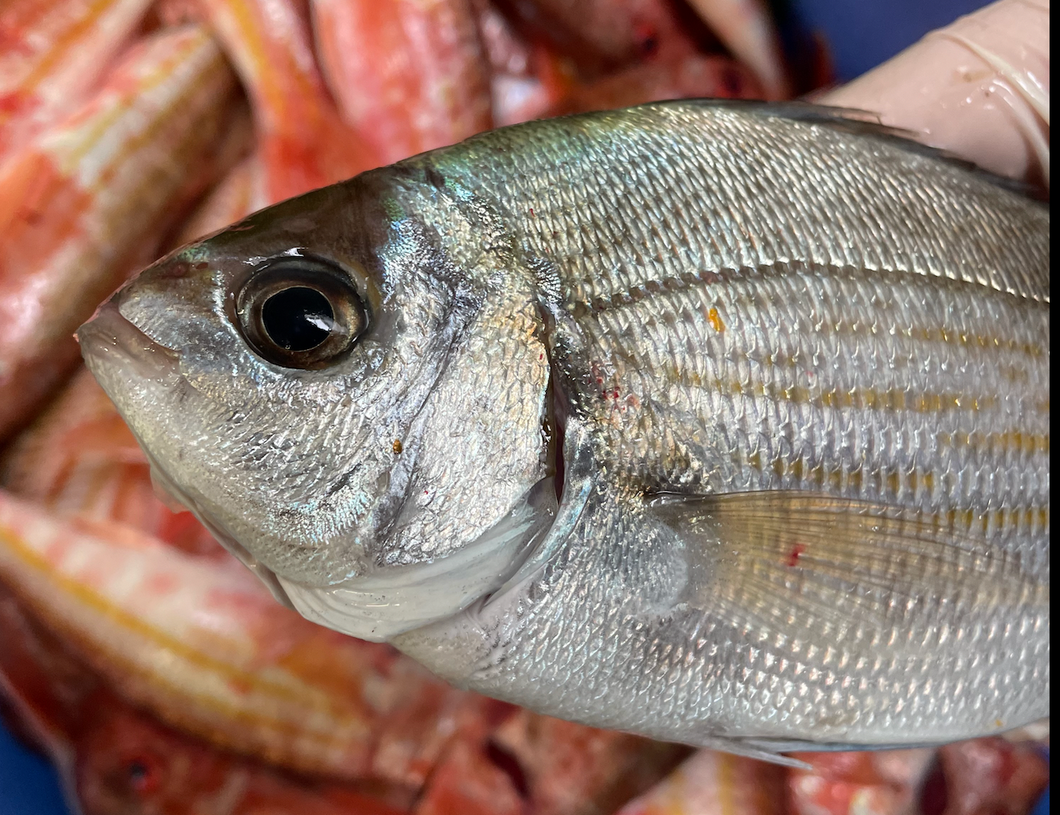 Dorade Grise 200 / 1Kg