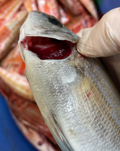 Dorade Grise 200 / 1Kg