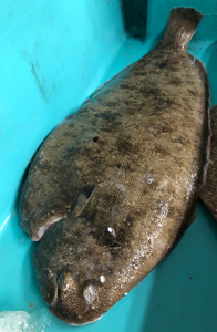 Sole 700g à 1.200 Kg