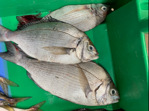 Dorade Grise 200 / 1Kg