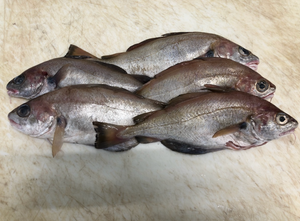 Tacaud 550 / 650g