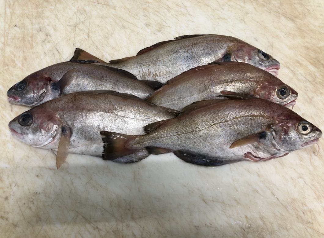 Tacaud 550 / 650g