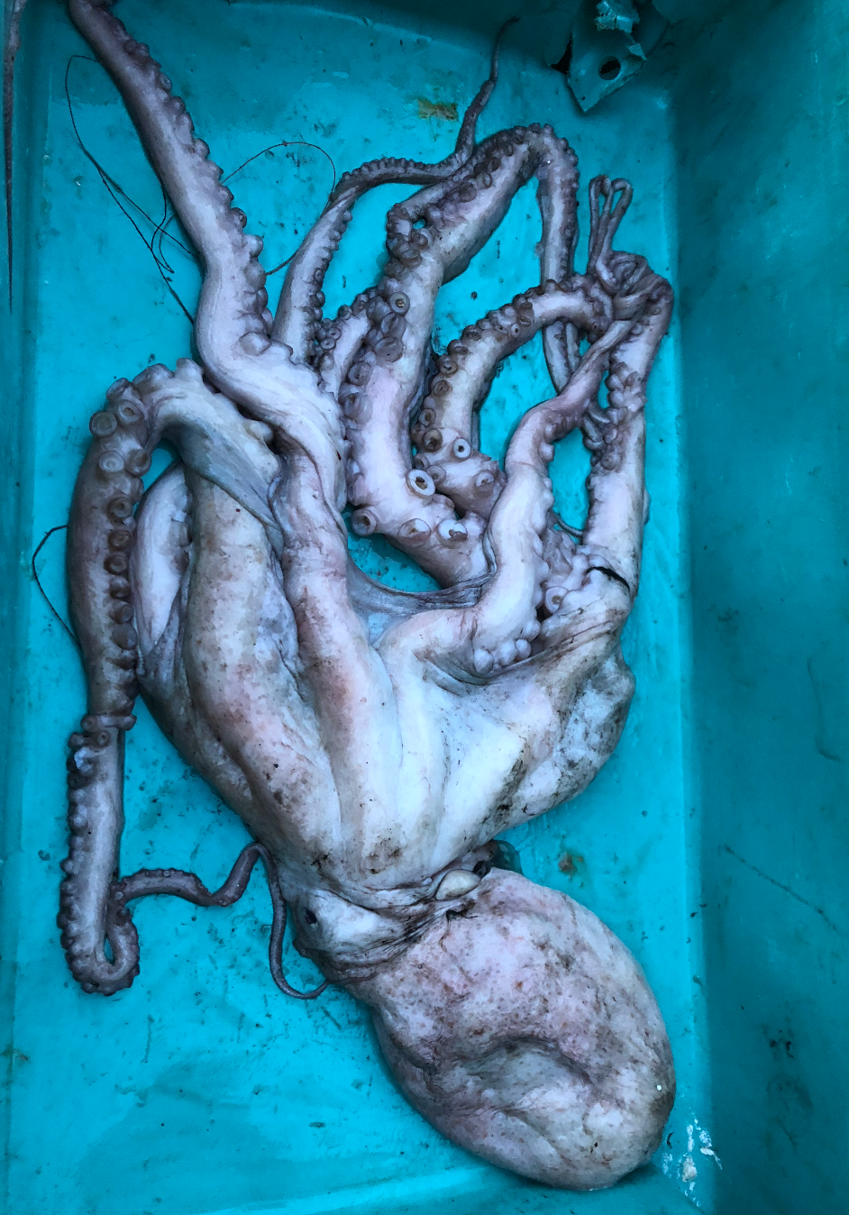 Tentacule de Poulpe frais