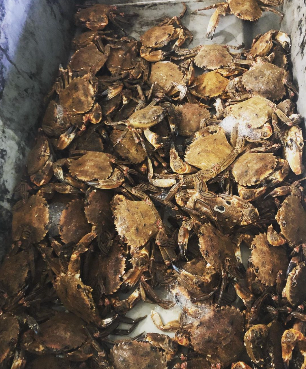 étrilles vivantes