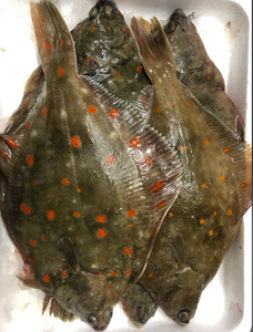 Carrelet (Plie) 350 / 850g