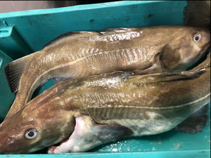 Filets/pavés de Cabillaud frais (350g)