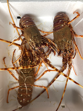 Charger l&#39;image dans la galerie, Langouste rouge
