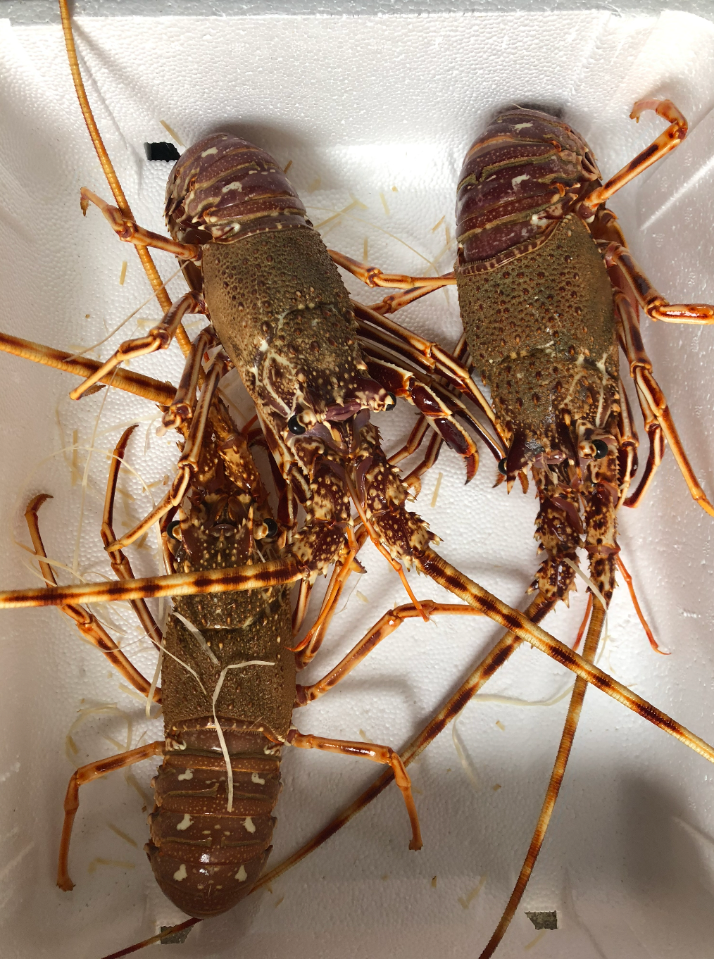 Langouste rouge
