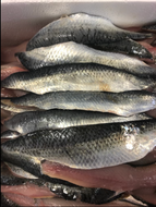Filets de Sardines (par 250g)