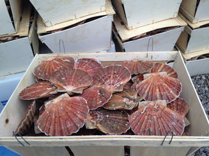 Coquilles Saint Jacques de Normandie coraillées
