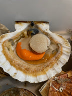 coquilles st jacques