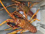 Langouste Rouge de Normandie