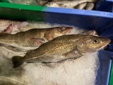 Cabillauds frais sauvages 450 / 2 Kg
