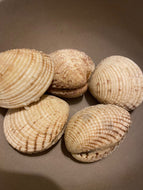 Praires (grosses) de Normandie