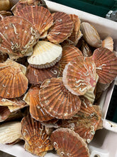 Charger l&#39;image dans la galerie, coquilles st jacques
