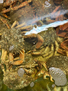 araignées de mer vivantes