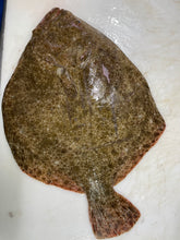 Charger l&#39;image dans la galerie, Turbot sauvage