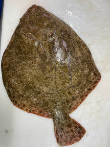 Turbot sauvage