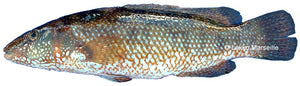 Vieille 650 / 2.5 Kg