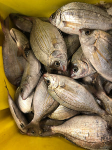 Dorade Grise 200 / 1Kg