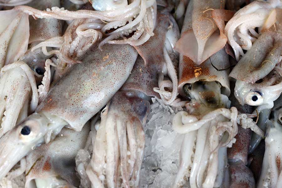 Encornets 200 / 300g