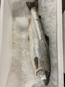 Saumon d'Ecosse, Label Rouge, entier 3 / 4 Kg
