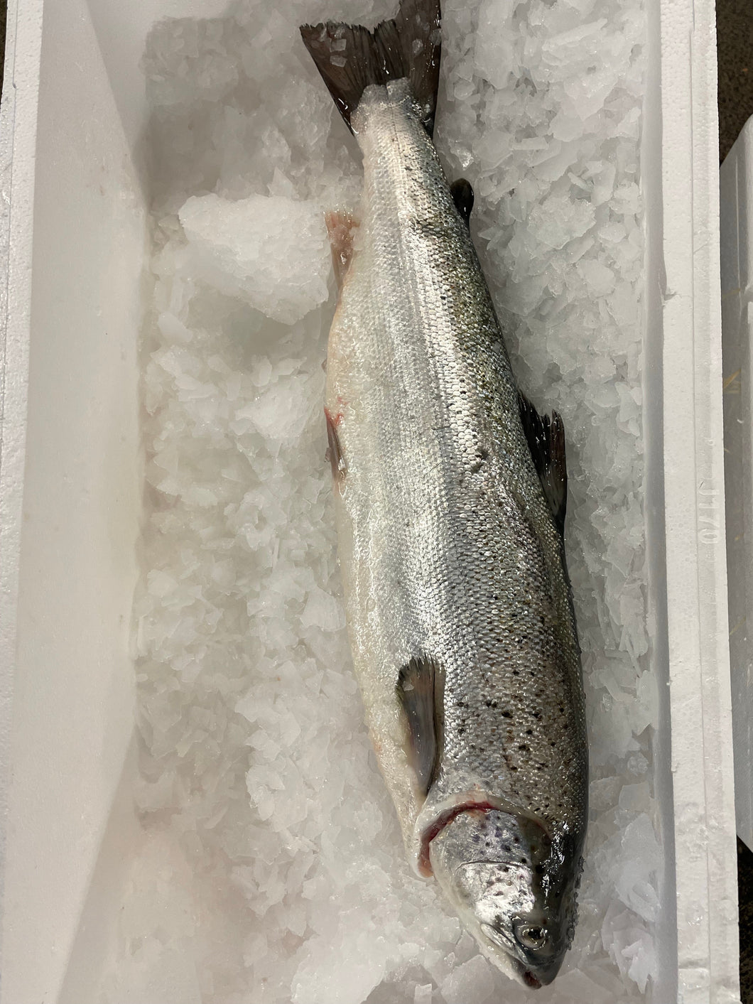 Saumon d'Ecosse, Label Rouge, entier 3 / 4 Kg