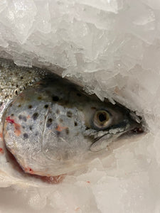 Saumon d'Ecosse, Label Rouge, entier 3 / 4 Kg