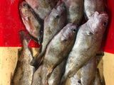 Tacaud 550 / 650g