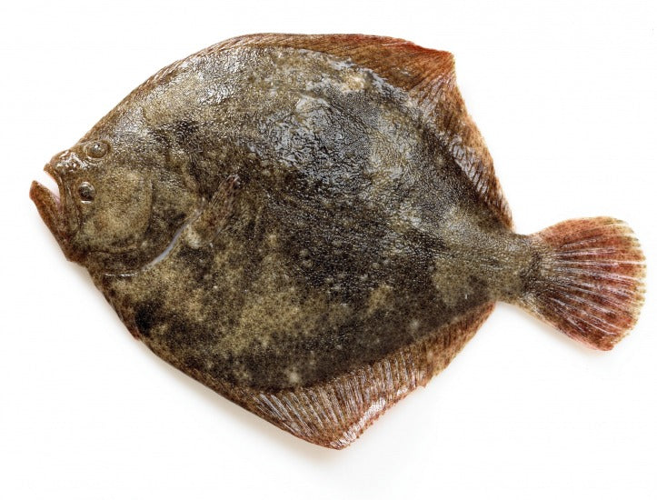 Turbot sauvage