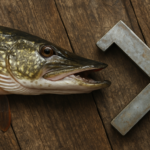 Gueule de brochet : anatomie du poisson, technique de pêche et pièce de zinguerie en couverture